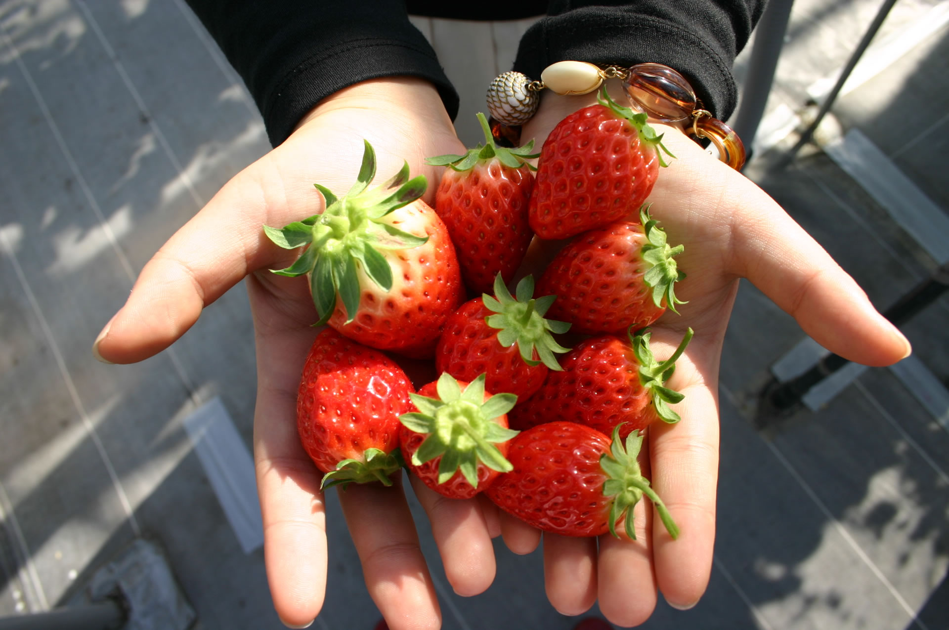 大阪で人気のいちご狩り 章姫のいちご農園なら Grandberry 大阪八尾のイチゴ狩り イチゴ直売